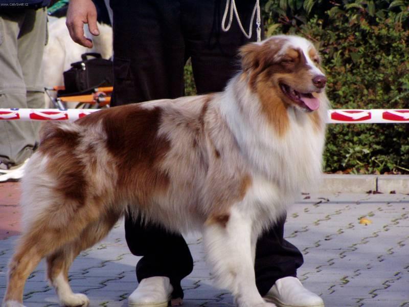 australian-shepherd-standard-1