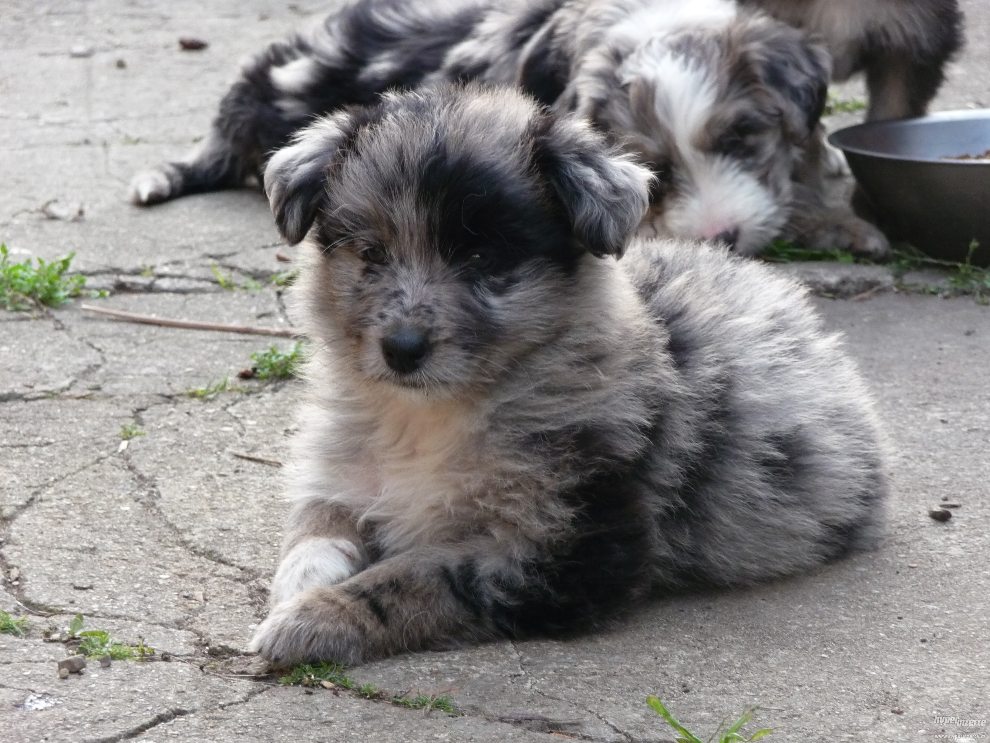 4567751-kasna-stenatka-krizence-border-collie-1